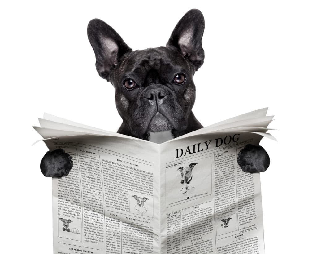 Bazoef - dog newspaper