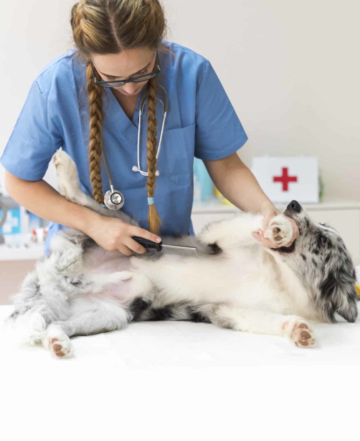 Bazoef - young female vet com combing dog hair with flea comb scaled e1668434027835