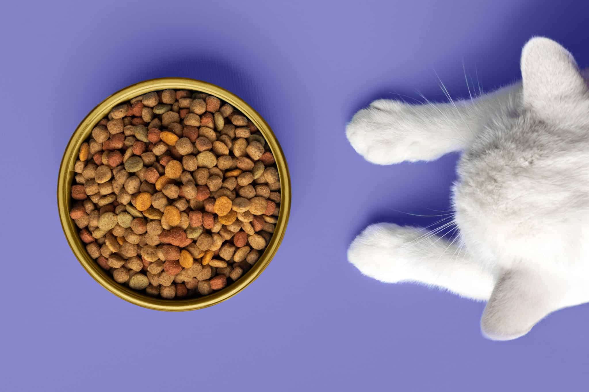 Bazoef - top view cat food color year 2022 1 scaled
